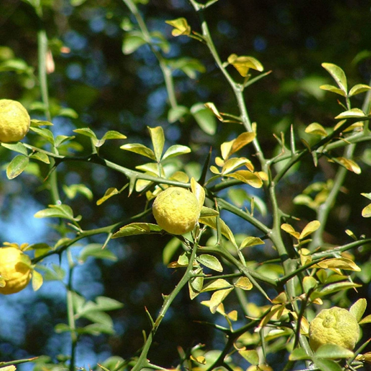 2022 Новые выбранные семена Волчья ягода апельсина Fructus Aurantii Семена Волчья ягода оранжевый красный апельсин Семена для прививки кирпича и дерева Колючая стена забора