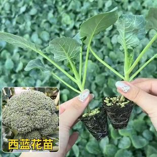 ���m��������׻�������{���ײ�����{���ﶬ���ͺ��߲�������