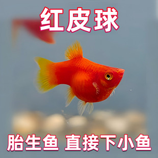 Purebred Red-Skinned Ball Red Sun Ball Guppy Small Ornamental Fish Fry Viviparous Fish Tropical Fish Easy to Raise for Beginners
