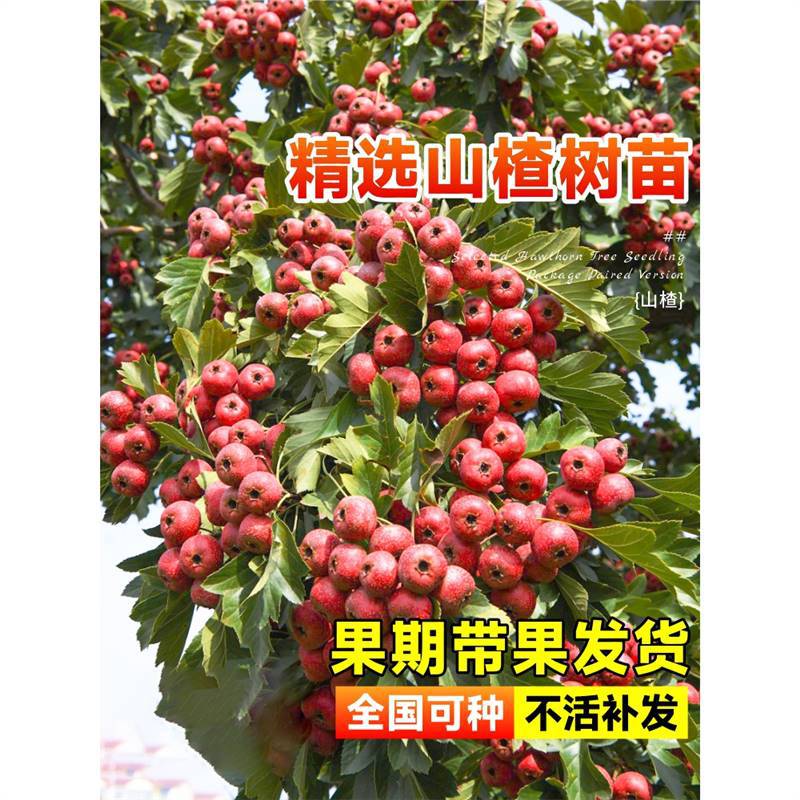 山楂树活苗大金星大五棱苗甜红子黄山楂嫁接歪把红果苗山里红树苗