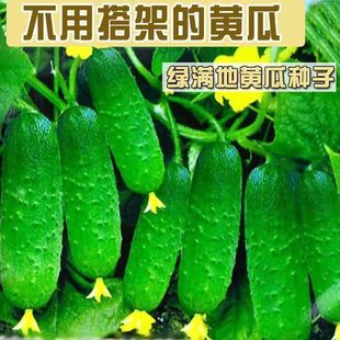 High-Yield Cucumber Seeds for All Seasons, Suitable for Potting in Spring and Autumn, Drought-Resistant Seeds for Greenhouse and Balcony Vegetable Planting