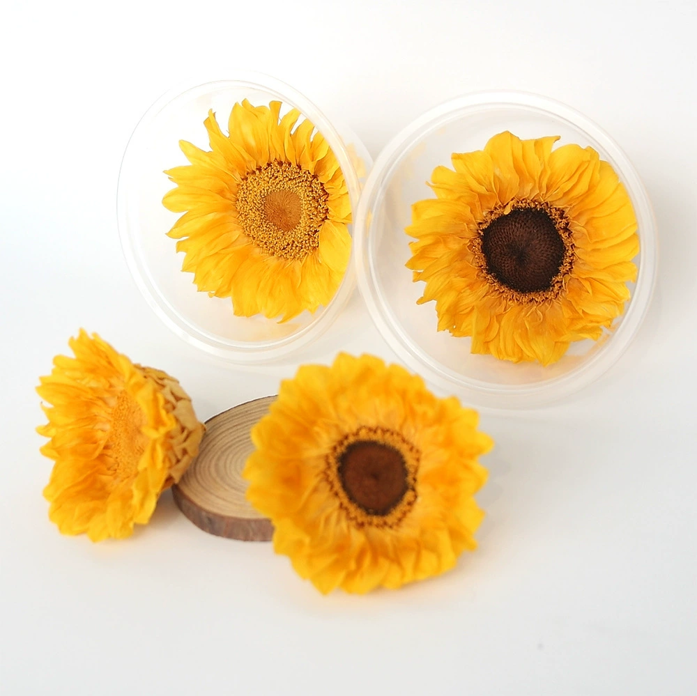 Sunflower eternal flower sun flower eternal rose gift box glass cover ornament flower material preserved flower immortal flower material