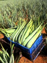 �����������J�C������Ժ�J�C���w���þGֲ�J�C����ʳ���r�J�CС��