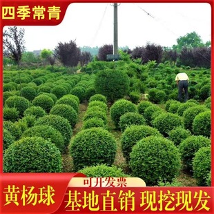 һ�����lС�~�S��������S���ļ������e������ͥԺ�G��ֲ��h�ʠ�