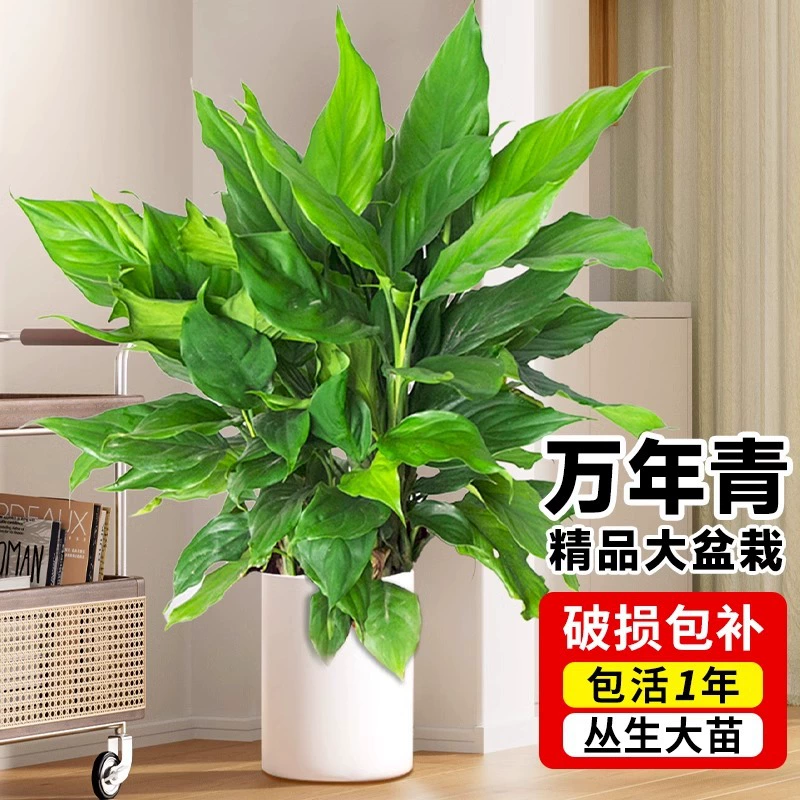 Вечнозеленое зеленое растение для гостиной, большое комнатное растение в горшке для офиса, колонна из зеленой редьки, легко поддерживать в Гуандуне, вечнозеленое круглый год.
