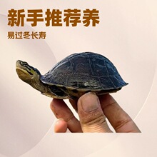 安布闭壳龟黄缘闭壳龟自然高背素食半水龟观赏镇宅宠物龟宠物小龟