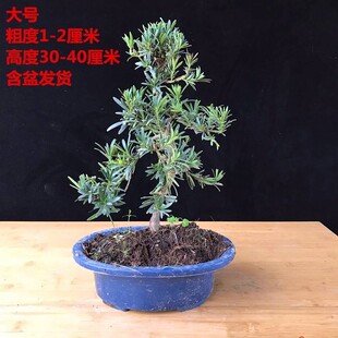 �����辰���ɘ��辰 �����ɘ����ӭ�����辰��� ���ɘ����_�h��