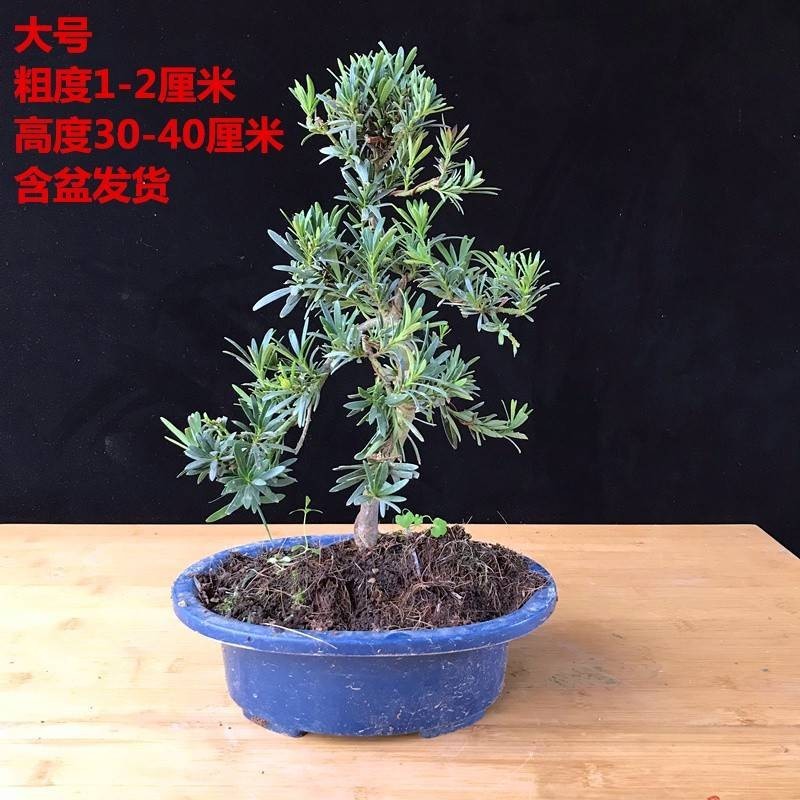 黑松盆景真松树盆景 造型松树树苗迎客松盆景真树 黑松树苗罗汉松