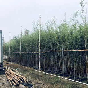 2411B Base Wholesale Green Bamboo Bamboo Golden Soil Yuzhu Qin Silk Bamboo Filial Piety Bamboo Courtyard Ornamental Bamboo