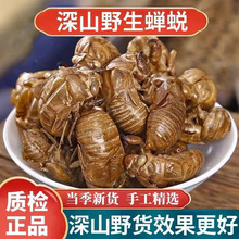 蝉脱材正品野生壳新货蝉壳蝉衣蝉皮蝉退虫退知了壳皮