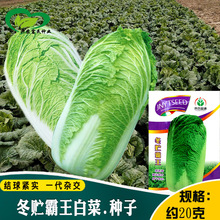 冬贮霸王白菜种子 农田菜园种植易种植杂交白菜籽多种蔬菜种子