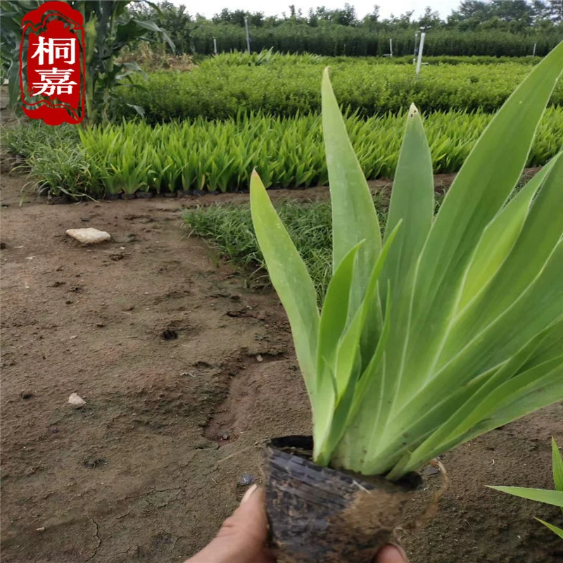 Компания Iris base поставляет синие цветочные ирисы, водные ирисы-ласточкин хвост и немецкие ирисы для ландшафтных проектов.