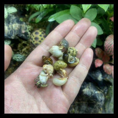 [灰白豆丁5只]