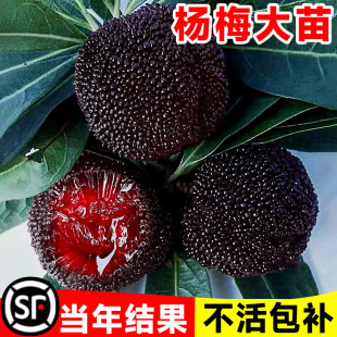 �ɾӖ|����÷������Ϸ��޽�ˮ��������������ش�|���m����Y��