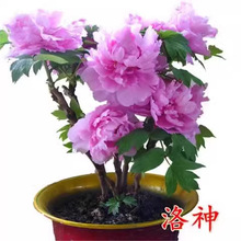 �������ĵ��������绨��ֲ��͏d���׻���B����ͥԺĵ��������