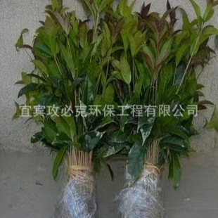 ���磺�f�����؈@�־G����ľ��������ͥԺ�G�����l���^���е���