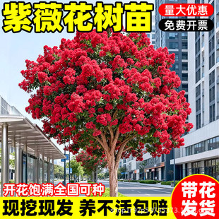 ��ޱ������ռt����ͥԺ�Nֲ�Ϙ��e������G��ֲ���ļ��L�����