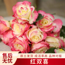 红双喜月季花苗大花阳庭可院绿植盆栽花园可混色多季开花藤本