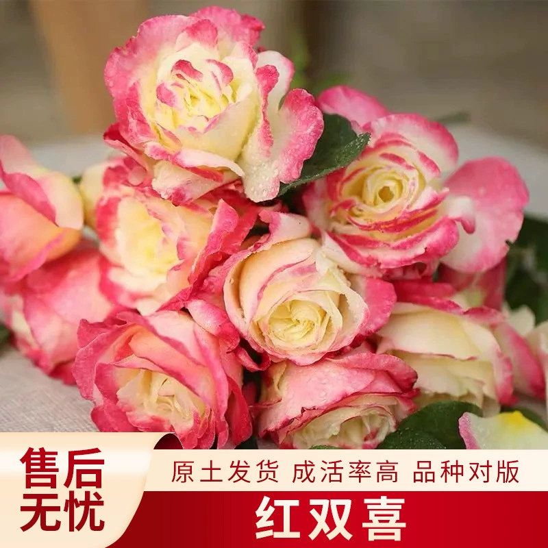 Саженцы розы «Двойное счастье», крупноквашечные, подходят для двора, зеленые растения, растения в горшках, сад, разноцветные, многовременные цветения, вьющиеся растения