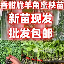 𳬴޽玧߮a׷NϷNӴN