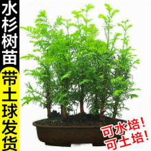 水杉树苗客厅桌面微型小盆景水松树云杉水培植物室内好养盆栽绿植
