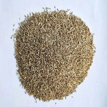 批发马尼拉草坪草籽种子免修剪马尼拉护坡固土绿化