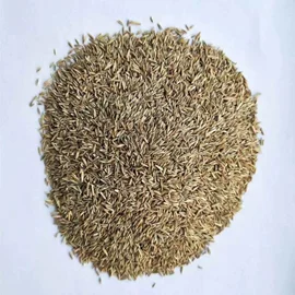 种子;其他园林植物;灌木