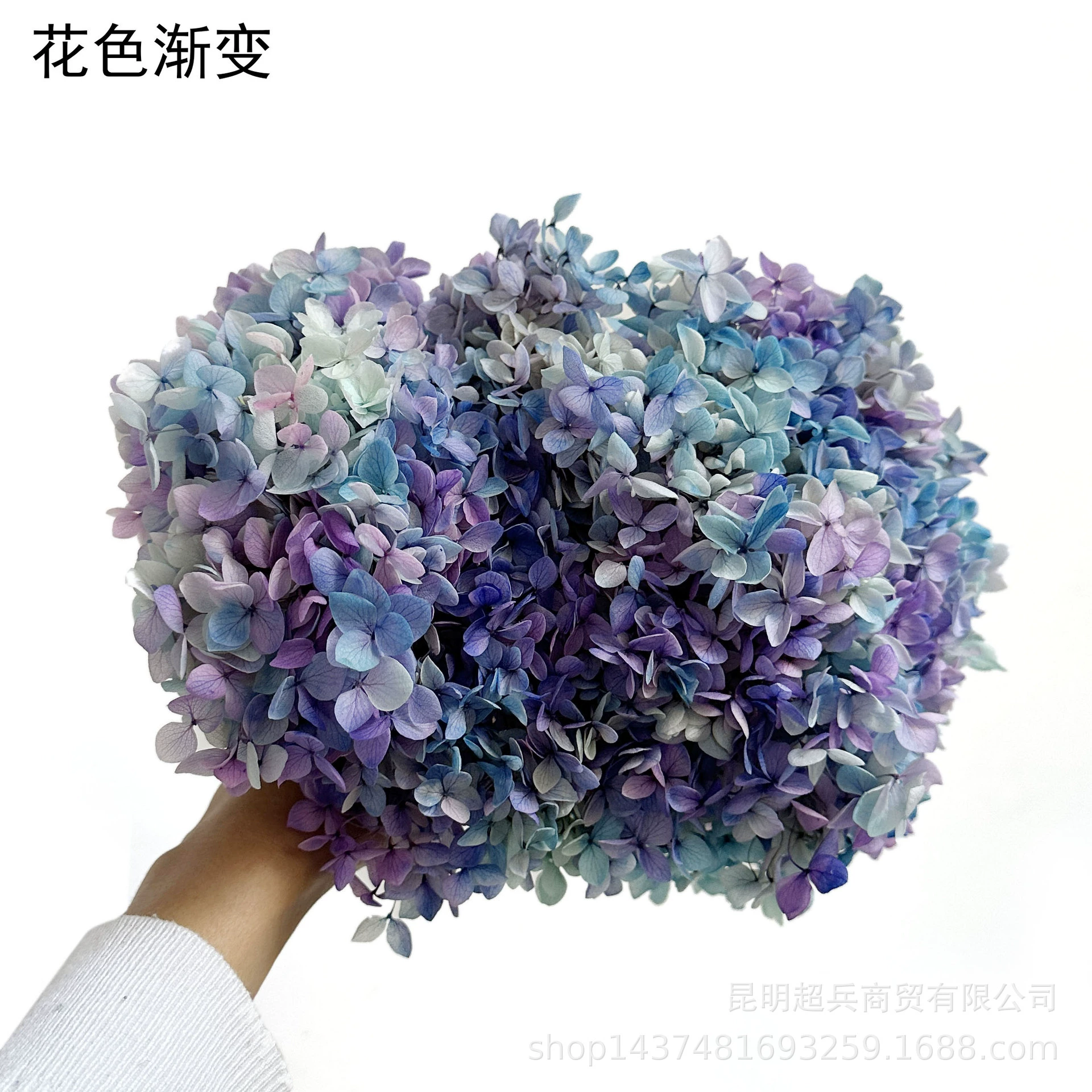 [Вечная Life Flower Hydrangea] Анна Градиентный цвет Лист Hydramid Книга цветов оптом DIY цветочная коробка материал для просмотра