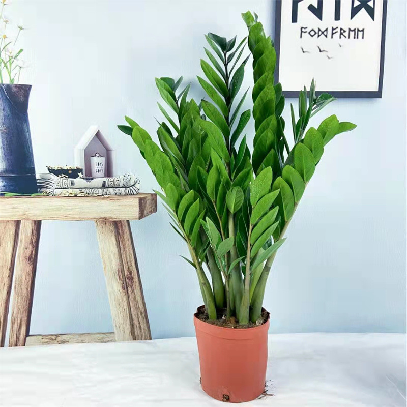 Money Tree Potted Plants Indoor Living Room Large Pot Office Green Plants Large Money String Fortune Tree Bonsai Seedlings