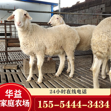 养50只小尾寒羊母羊一年利润 小尾寒羊多胎杜泊绵羊羊苗