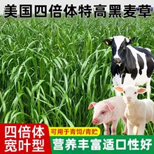 特高宽叶四倍体黑麦草种子美国百绿南北方牛羊鹅兔鱼草种籽