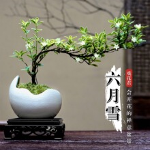 ����ѩ���������҃ȶU�⻨�ܾGֲ�����[���k��������ֲ��С���辰