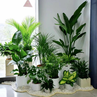 ����Gֲ�����ɢβ�����������҃��b٘����ֲ�����˽����l