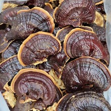 冠县金边灵芝菌香味浓不苦整枝灵芝泡茶煲汤泡酒投料