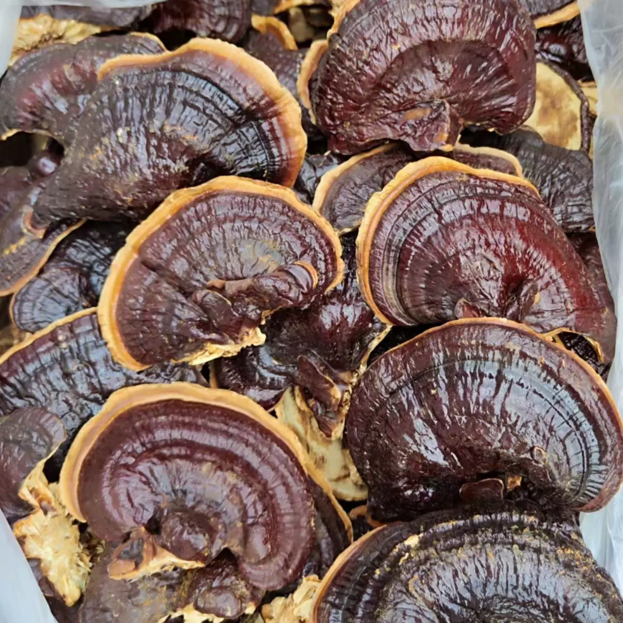冠县金边灵芝菌香味浓不苦整枝灵芝泡茶煲汤泡酒投料