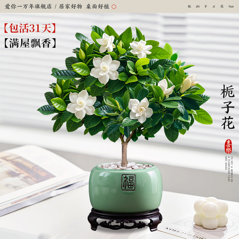 단극 치자나무 + 에메랄드 그린 포슬린 세면대 + 원형 베이스 (포장석 + 영양액 포함)