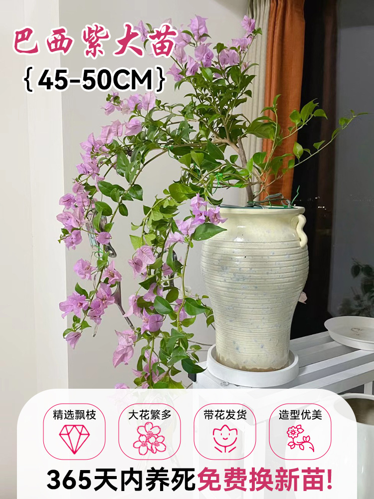 [선택된 떠다니는 가지] 브라질 보라색 대형 모종 45-50cm [아름다운 모양] (꽃이 있는 원래 화분)