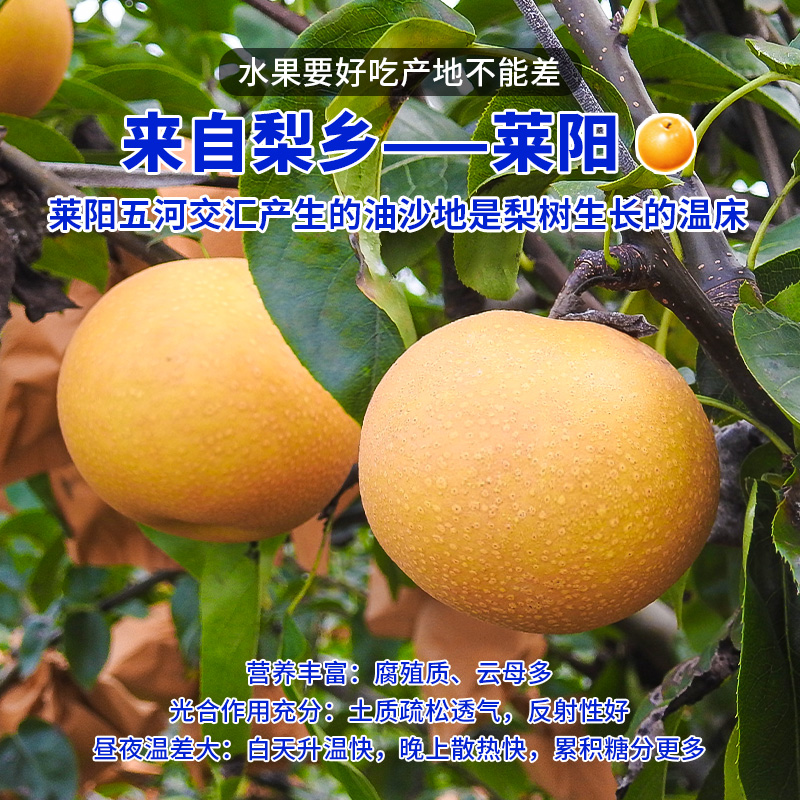 正宗山东莱阳秋月梨官方旗舰店商超当季梨子新鲜水果