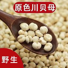 川贝母100克包邮野生四川贝母咳止材贝母个包邮