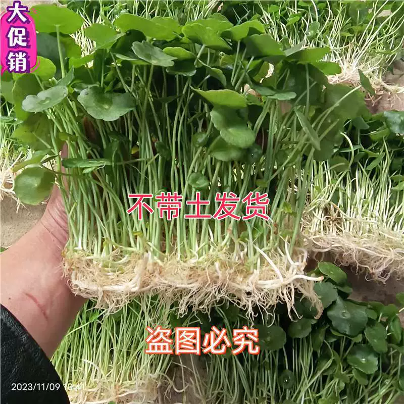 Гидропонное растение денежной травы для привлечения богатства, цветок денежной травы в горшке на рабочем столе в офисе, комнатное зеленое растение, выращенное в воде, для поглощения формальдегида.