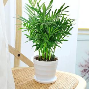 Hydroponic Pocket Coconut Desktop Potted Green Plant Indoor Flower Office Living Room Formaldehyde-Absorbing Rich Coconut