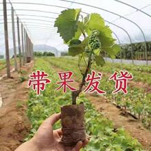 ���ј����{��ʯꖹ�õ�山���ͺ��Ϸ��Nֲ���Ԏ������~�޽Ӳ����