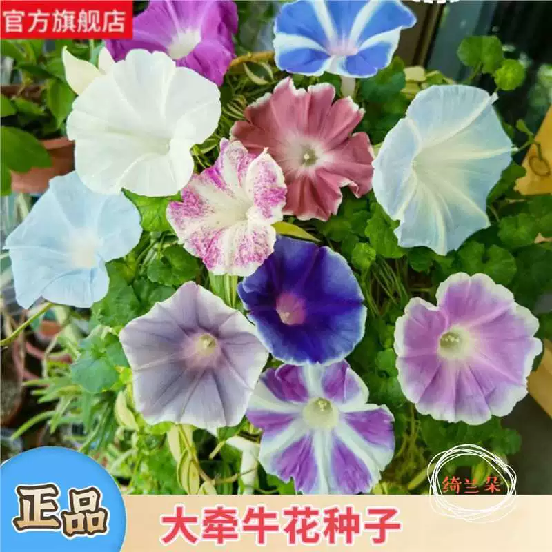 Очень крупная ранняя слава Американская ранняя слава, вьющаяся лоза, большая ранняя слава для всех сезонов, балкон, двор, забор, легко выращиваемые семена цветов.