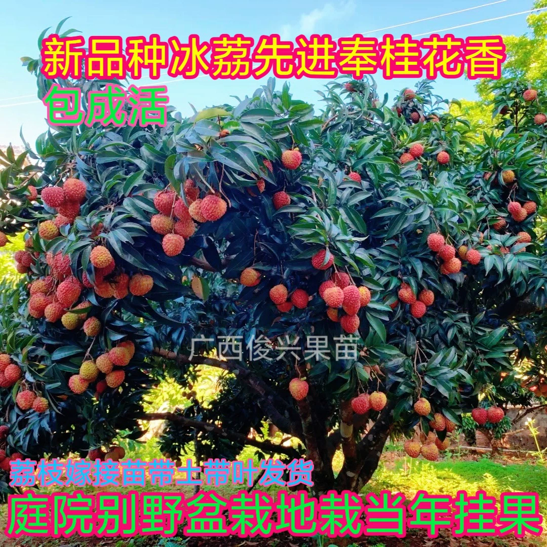 Один кусок привитых саженцев личи