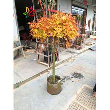 赤枫树苗盆栽黄金枫庭院园林耐寒彩叶绿化风景大树珊瑚阁红枫树苗