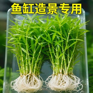 ˮ���~������������ˮ����ֲ����˼tɫ���쾰ˮ����������