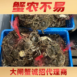 大闸蟹