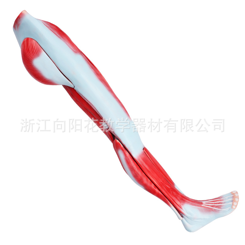 厂家销售新款X-001人体下肢肌肉解剖模型 腿部肌肉解剖模型