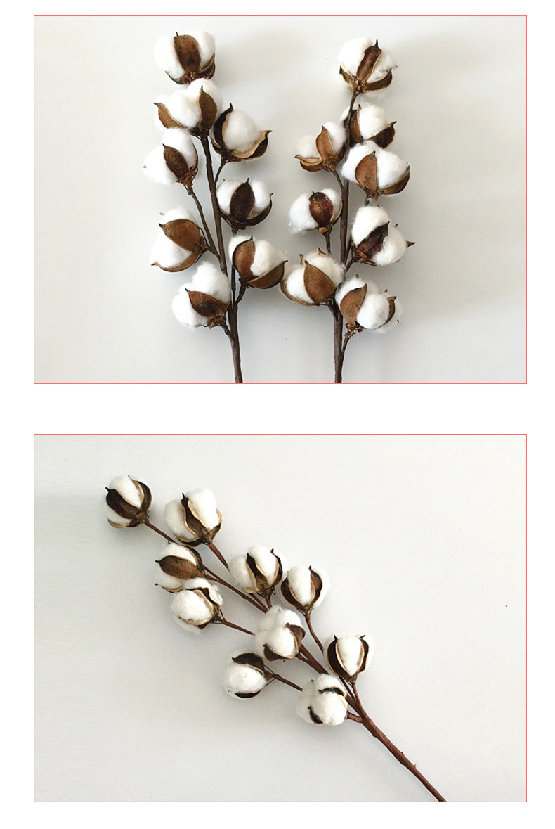 Cotton Dried Flower 8