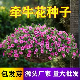 盆栽;灌木;种子